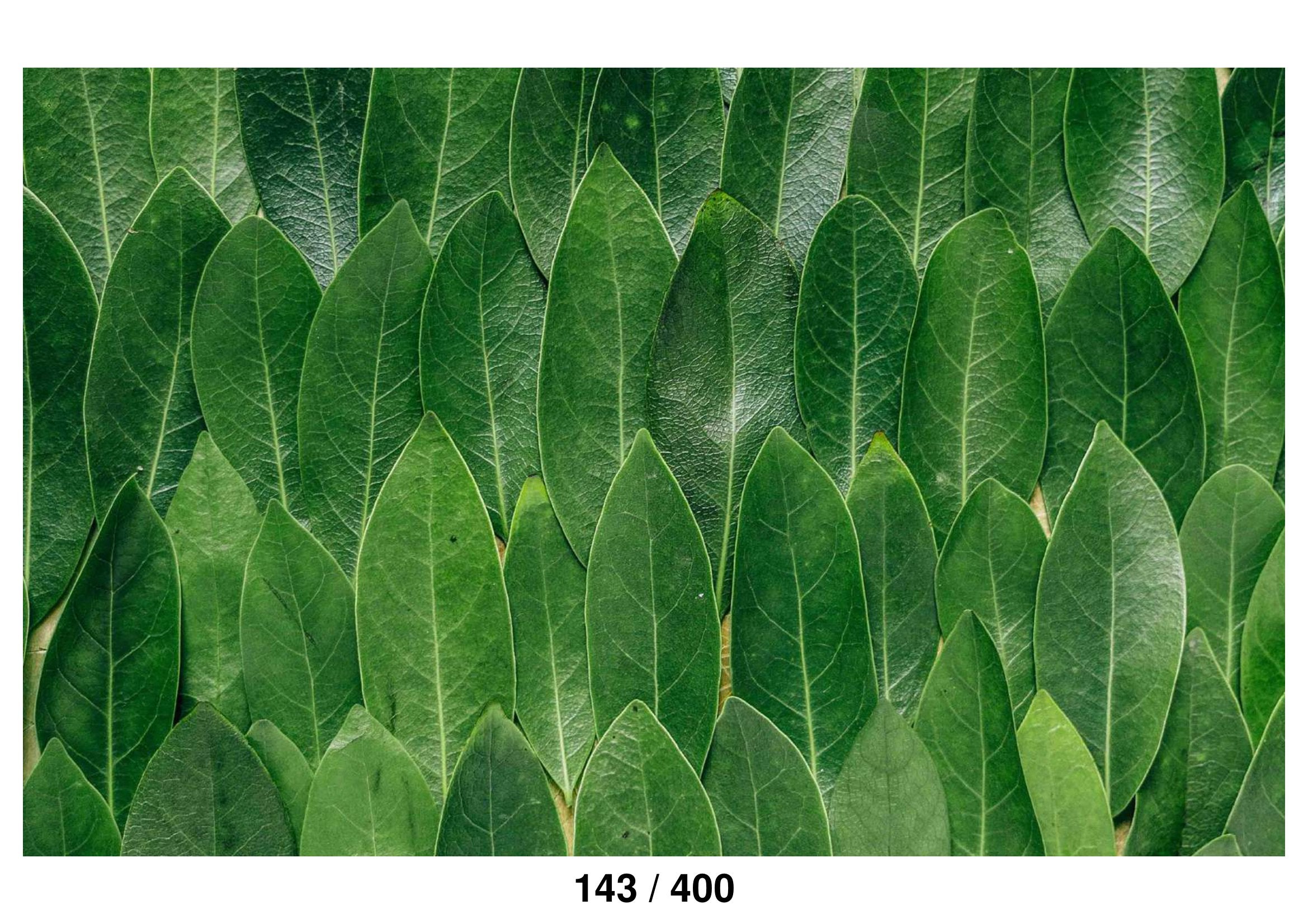 Mango Leaf Backdrop