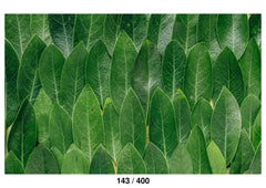 Mango Leaf Backdrop