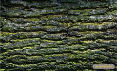 Green Moss Wall babyphotoshoot Backdrop