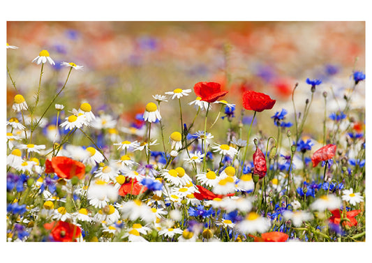 Fabric Backdrop-Colorful Flowers Garden Backdrop