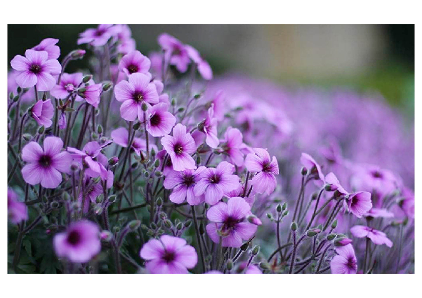 Fabric Backdrop-Purple Tiny Flower Backdrop