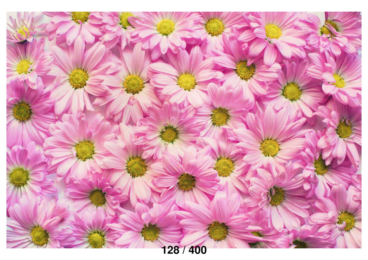 Pink Daisies Flowers Backdrop