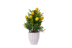 Flower Pot-Lemon Plant