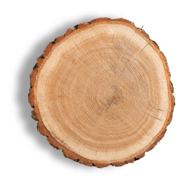 Wooden log